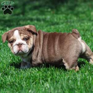Marina Mocha, English Bulldog Puppy